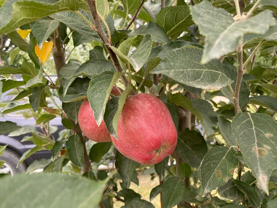 Продам яблоневый сад