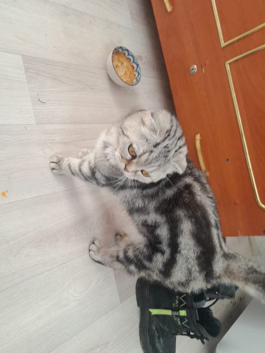 •	Красивая вислоухая кошка, девочк. Срочно