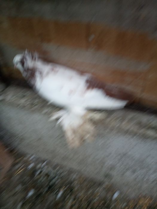 Vând porumbei uriaș maghiar,Strasseri și Chingi