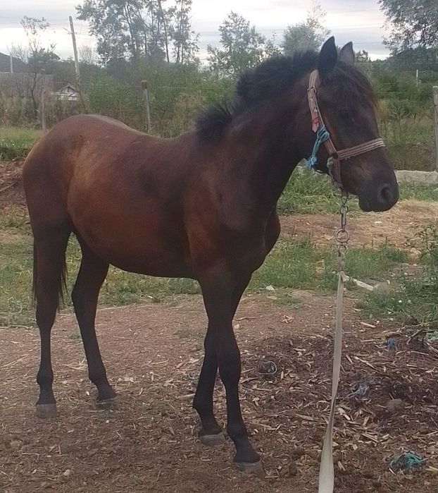 De vânzare mânză friz sau schimb pe vaca