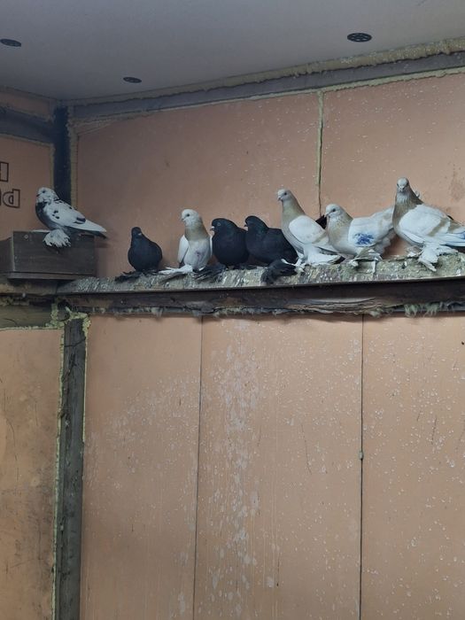 Продам голубей игра гребля тяга