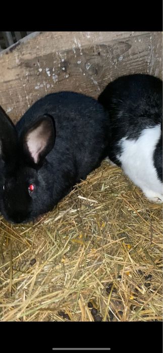 Vand iepuri hycole francez si urias german