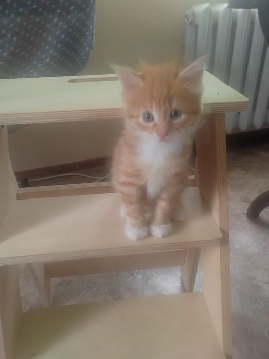 Котята трехмесячные