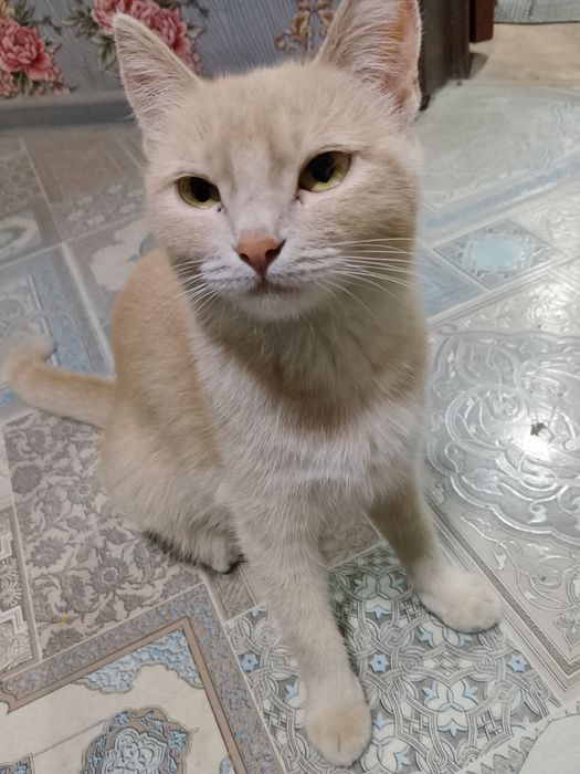 Отдам кошку и котёнка