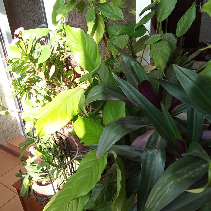 Комнатные цветы , разные.