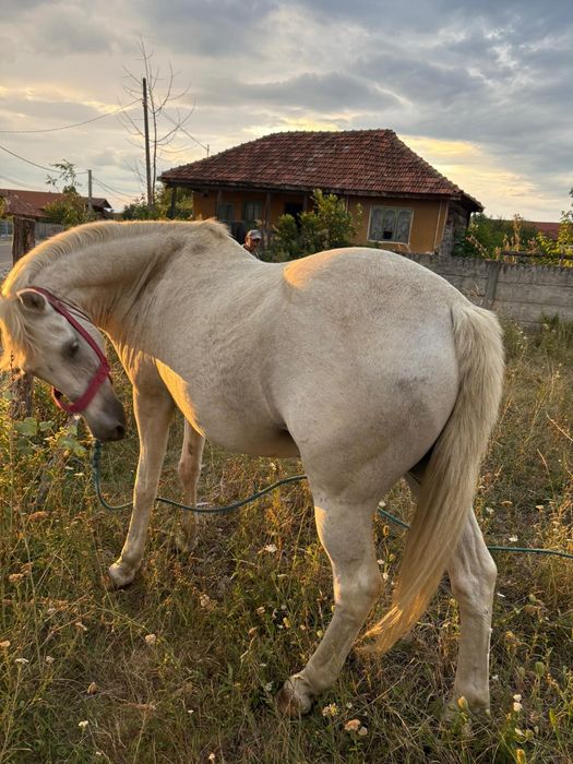 Vând cal, 13ani, nu a fost batut și e foarte cuminte