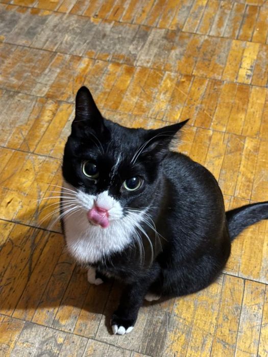 Отдам кота мальчика за шоколад