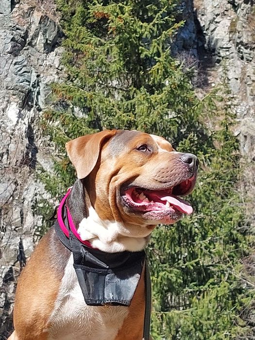 Стаффордширский терьер, мальчик