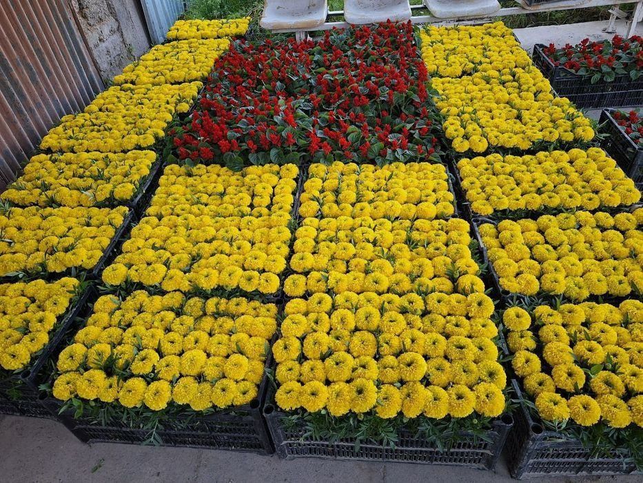 Ер гуллар 

Питония 2 500 сўм донаси 
Шафран 3 000 сўм донаси 
Салвия