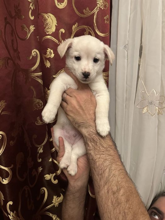 Отдам в добрые руки щенка