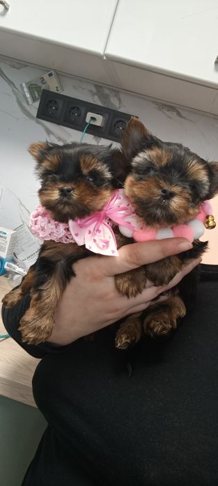 Йоркширски териер -мини йорки