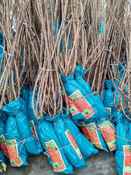 butasi de fructe de padure ambalati si etichetati