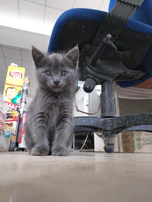 Котёнка в добрые руки