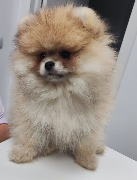 Супер мини шпиц девочка