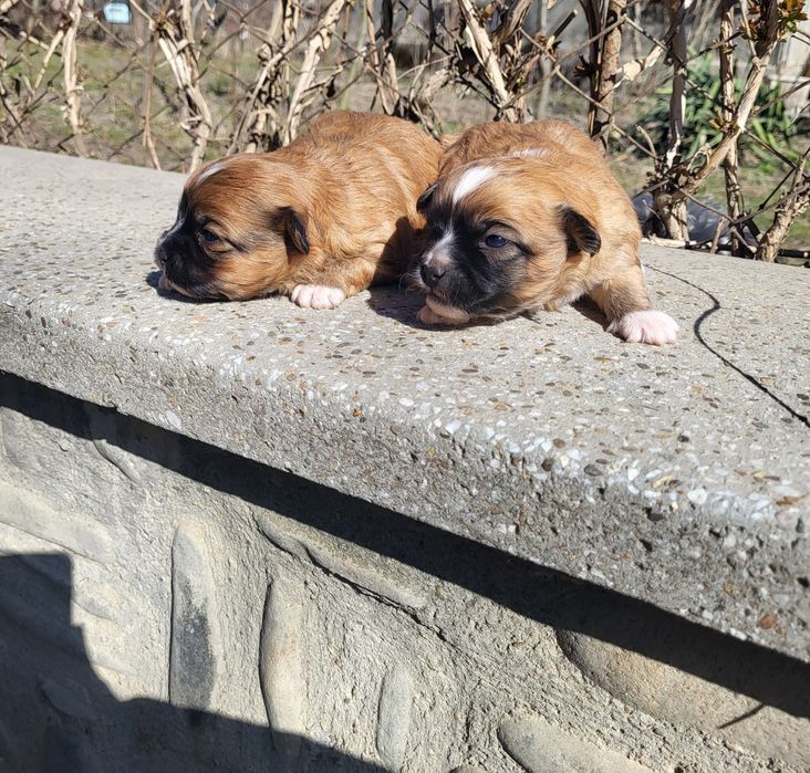 Dau acesti 2 catelusi in adoptie!