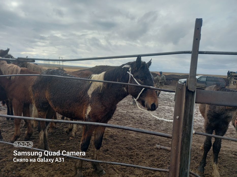 Жабағы лары сатылады