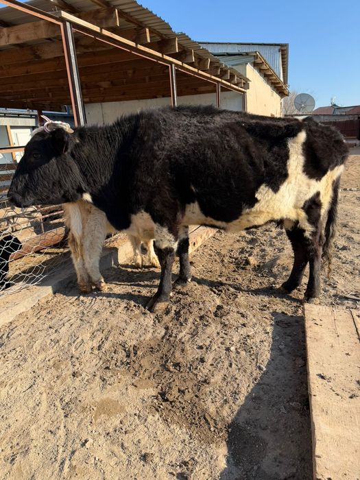 Бузаулы сиыр сатылады