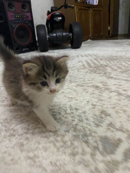 Котята бесплатно