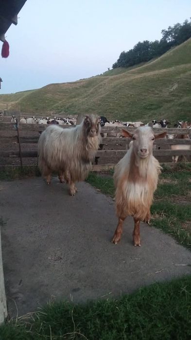 Cînd țap mior 550lei in județul Suceava este din capră foarte buna