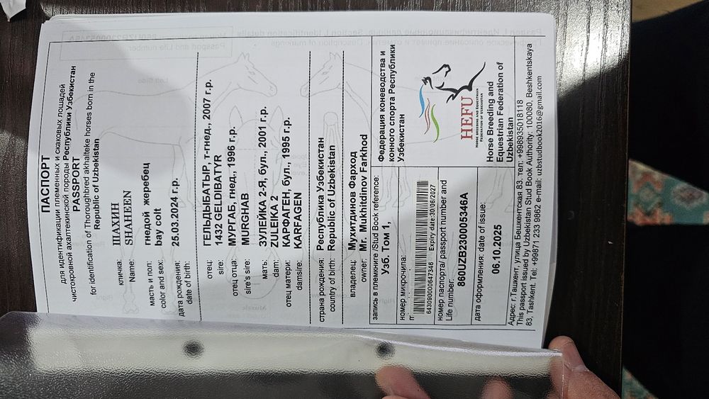 Ot Sotiladi Продаётся лошадь