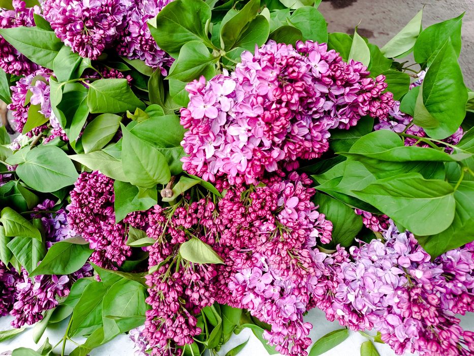 Сирень букет ЛУЧШАЯ ЦЕНА