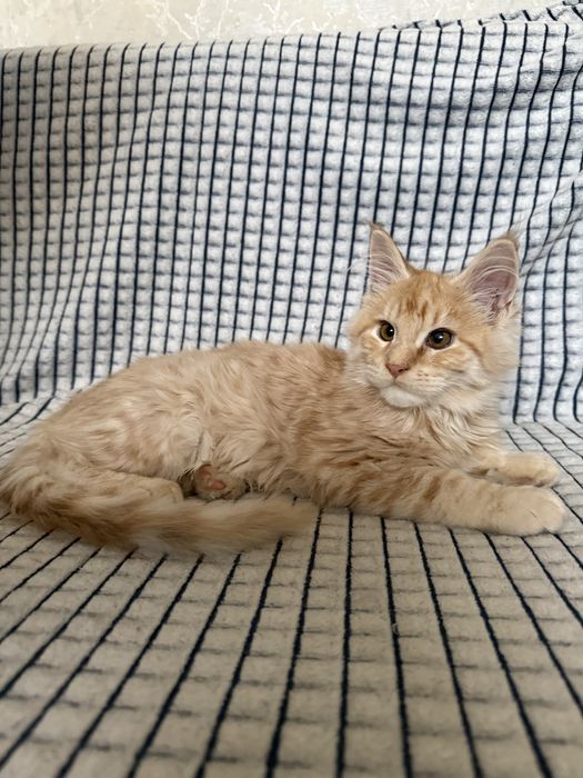 Продается мейнкун