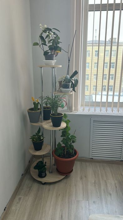 Живые комнатные цветы в ассортименте