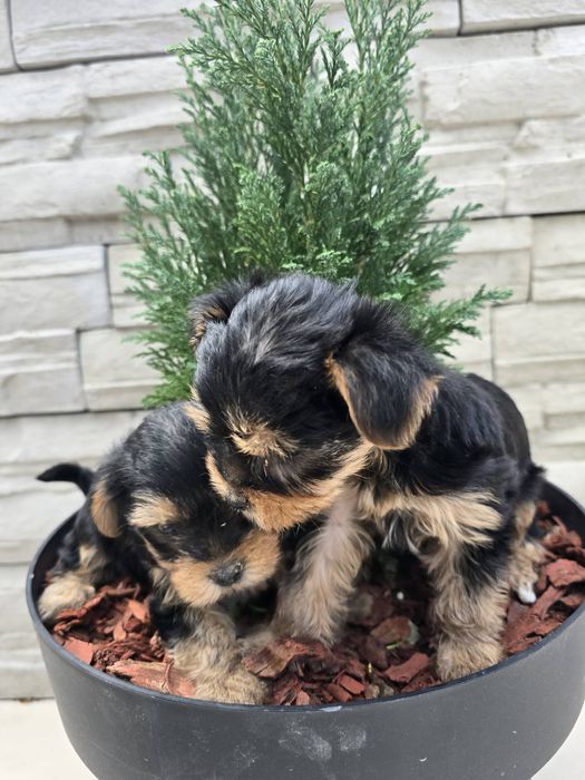 Мини йоркширски териер