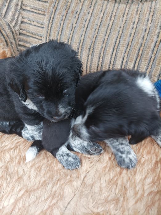 Отдам двух щенят.мальчики