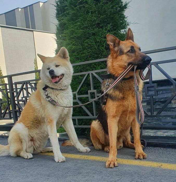 Воспитание вашего любимца