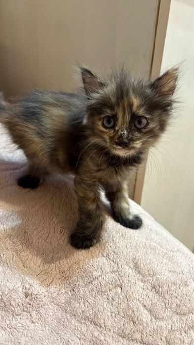 Котенок девочка.