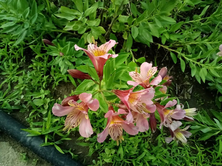 Алстромерия (розова, жълта и червена), момина сълза