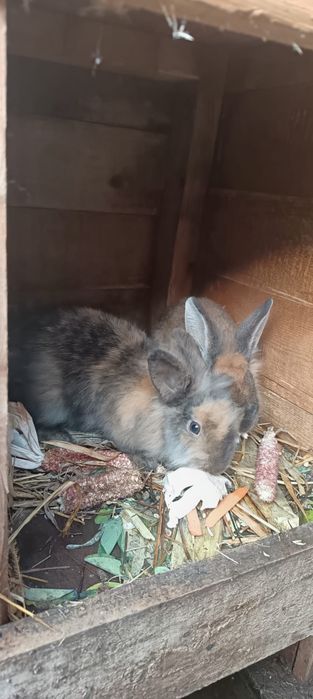 Vand iepuri sau schimb