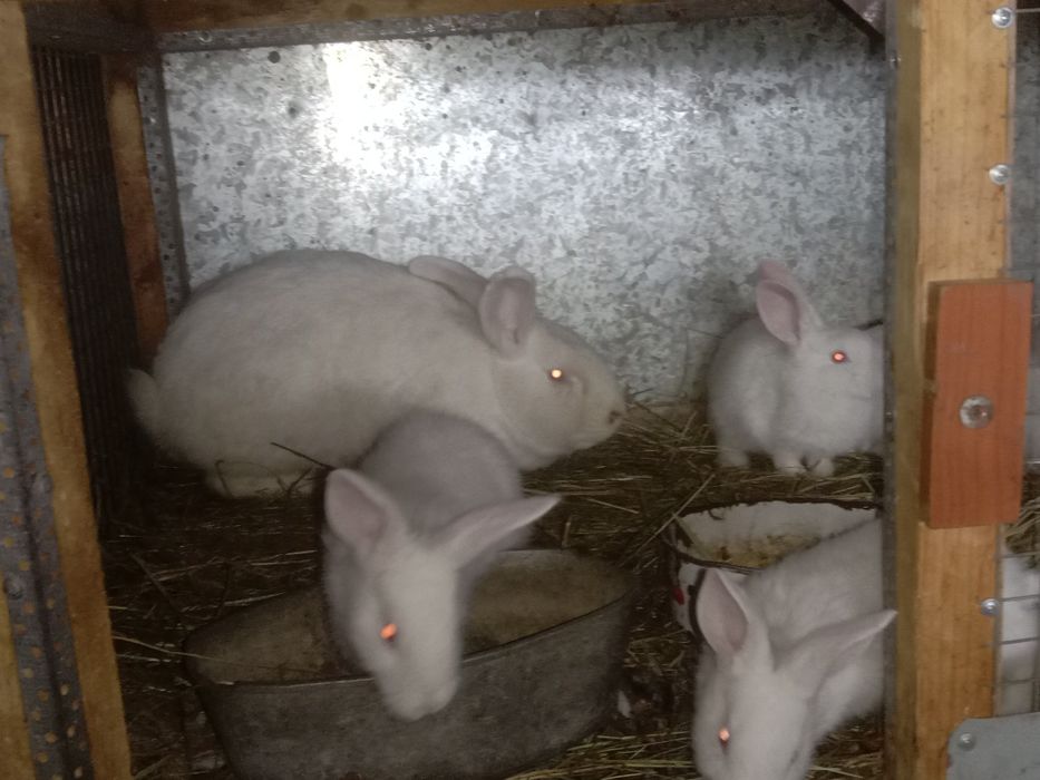 Продам кроликов на развод