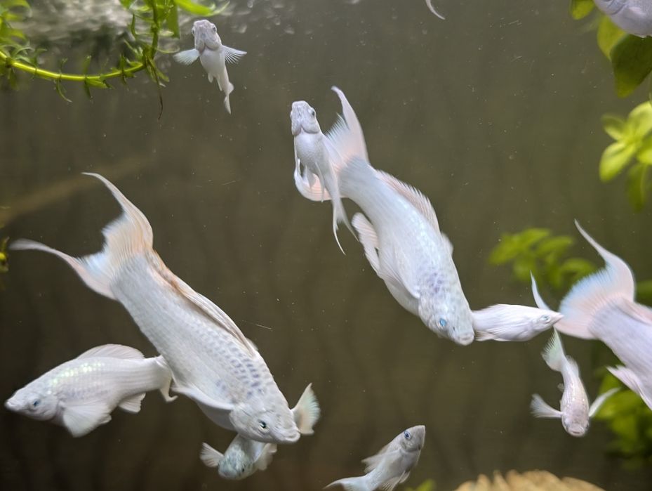 Моллинезия велифера платина