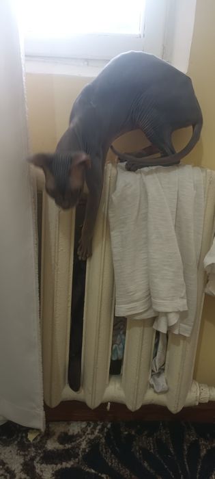 Срочно продаю сфинкса