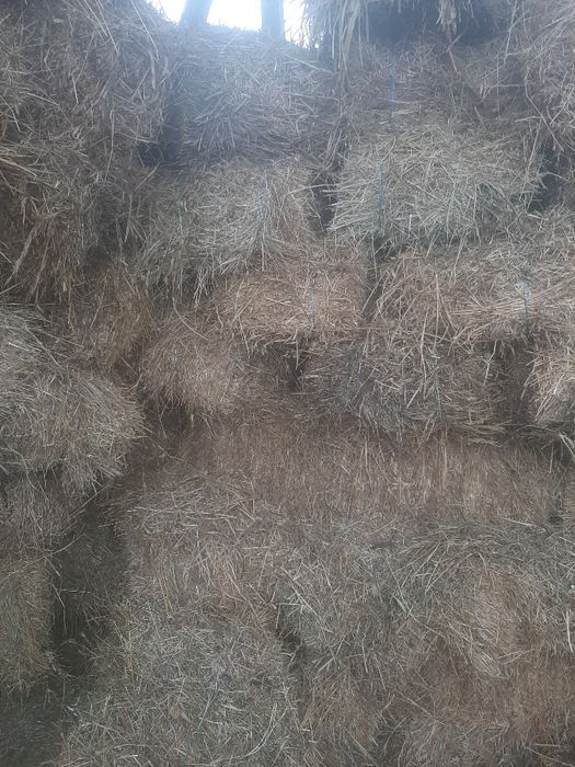 Vand baloti porumbiste si fan