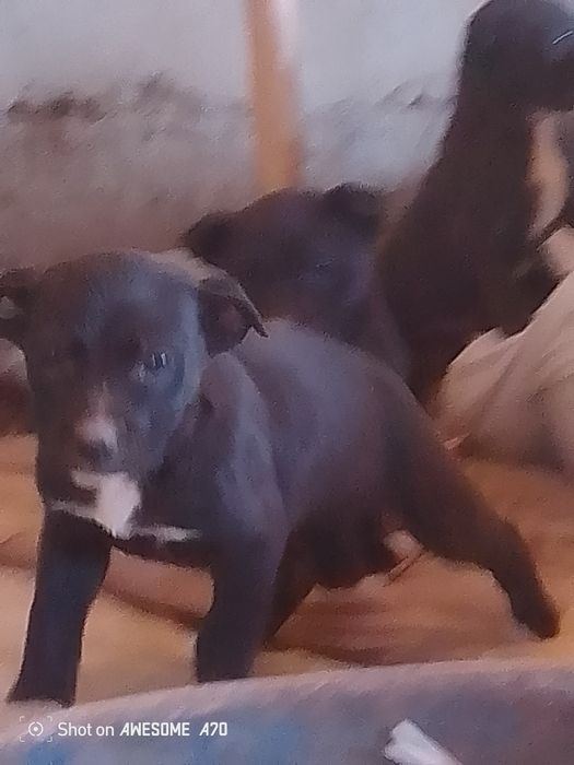 Stafa_bolalari sotiladi