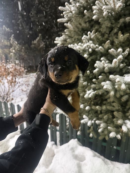 Продам щенков Ротвейлера