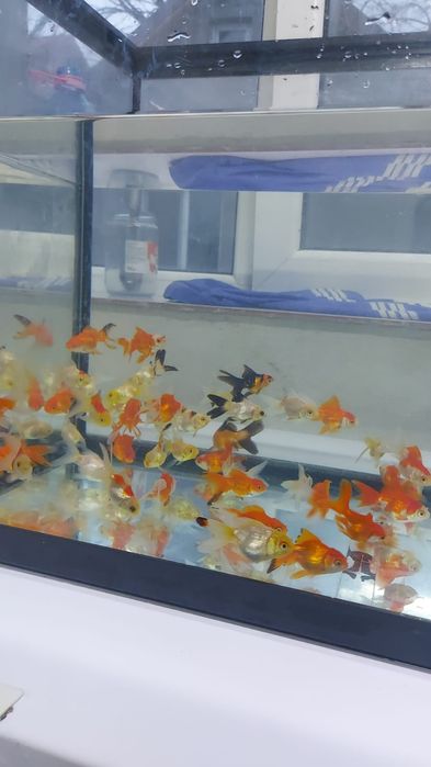 Pui carași diferite culori