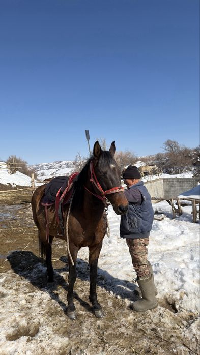 Айғыр сатылады 6 жасар