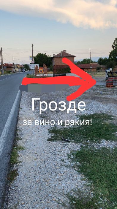 Грозде Мерло, Хамбурски мискет,Памид,Каберне,Рекацители и други