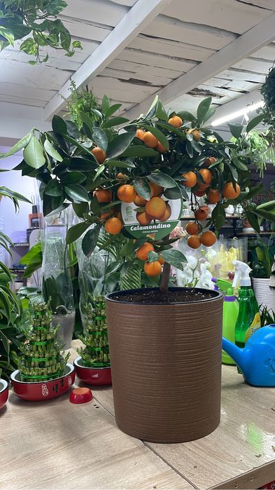 мандарин с плодами