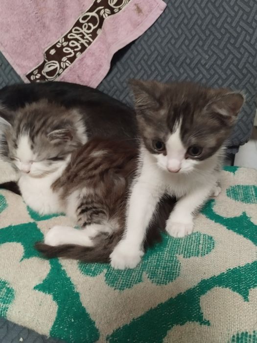 Котята бесплатно.