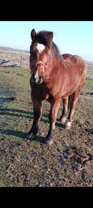 Manz de vânzar sau schimb cu balotiera sau tractoraș