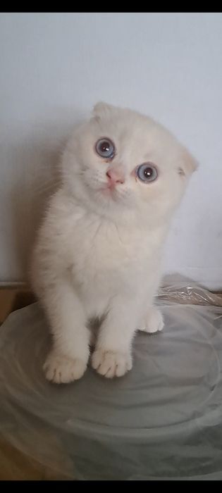 Sotiladi toza britaniya skotish fold 2 oyli boldi