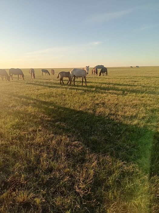 продам лошадь с жеребёнок