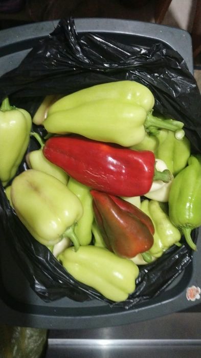 Продам  помидоры перец и баклажаны