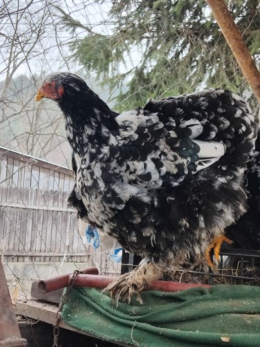 Gaini si pui Cochinchina urias negru bobat