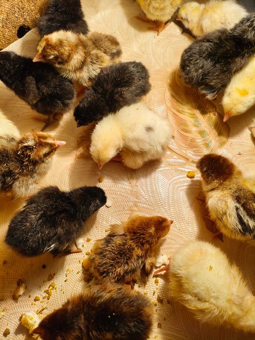 Цыплята суточные